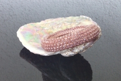nude glasig  € 49
